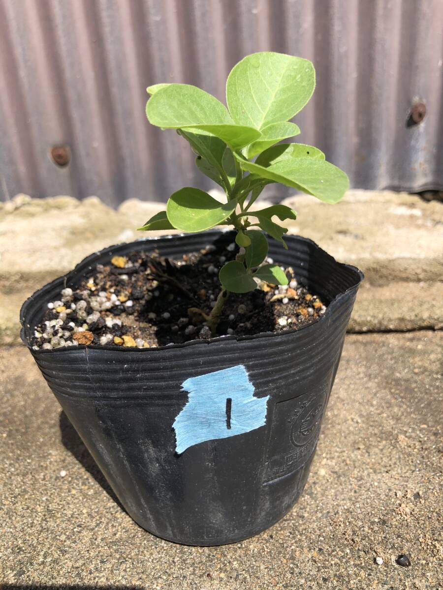 2鉢・送料込同梱可〇アーユルヴェーダ〇アシュワガンダ苗2鉢10.5cmポット〇Withania somnifera 2 pots〇インド原産拍卖