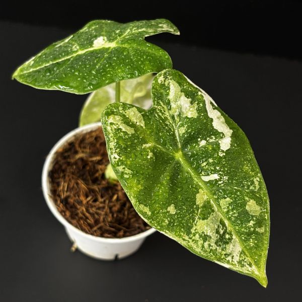 【2827313】 Alocasia Frydex variegated /アロカシア フライデック 斑入り 順化苗 《eba plants》拍卖