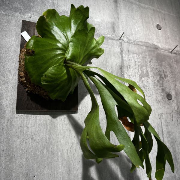 【287313】P.Kitshakood/キッチャクード ビカクシダ 《eba Plants》拍卖