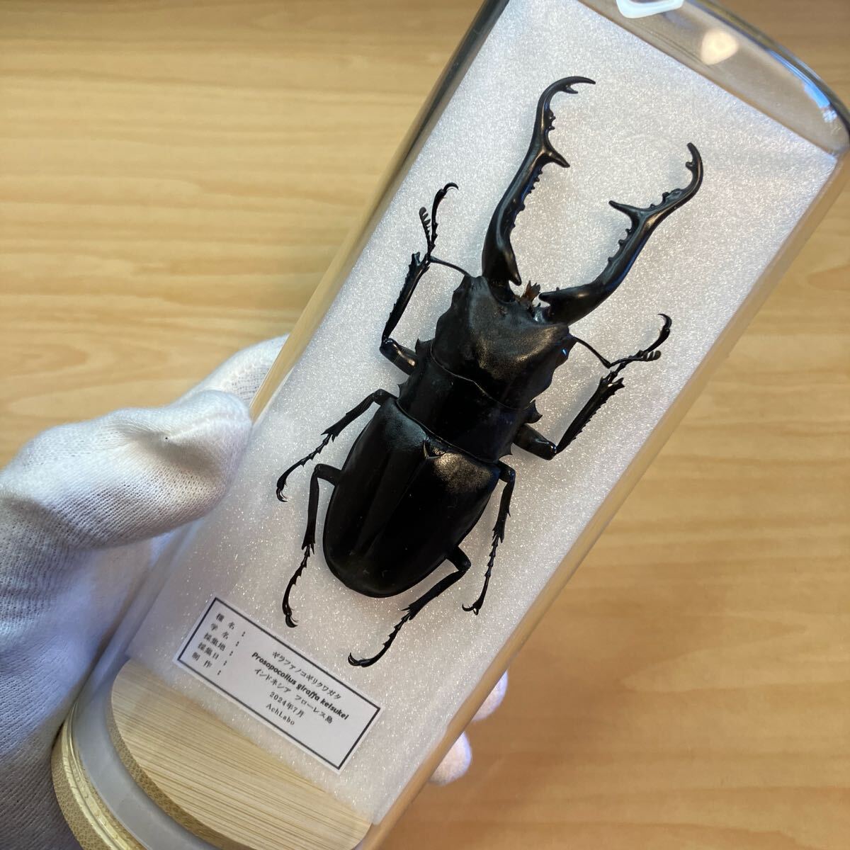 【昆虫標本】ギラファノコギリクワガタ ガラスケース入り拍卖