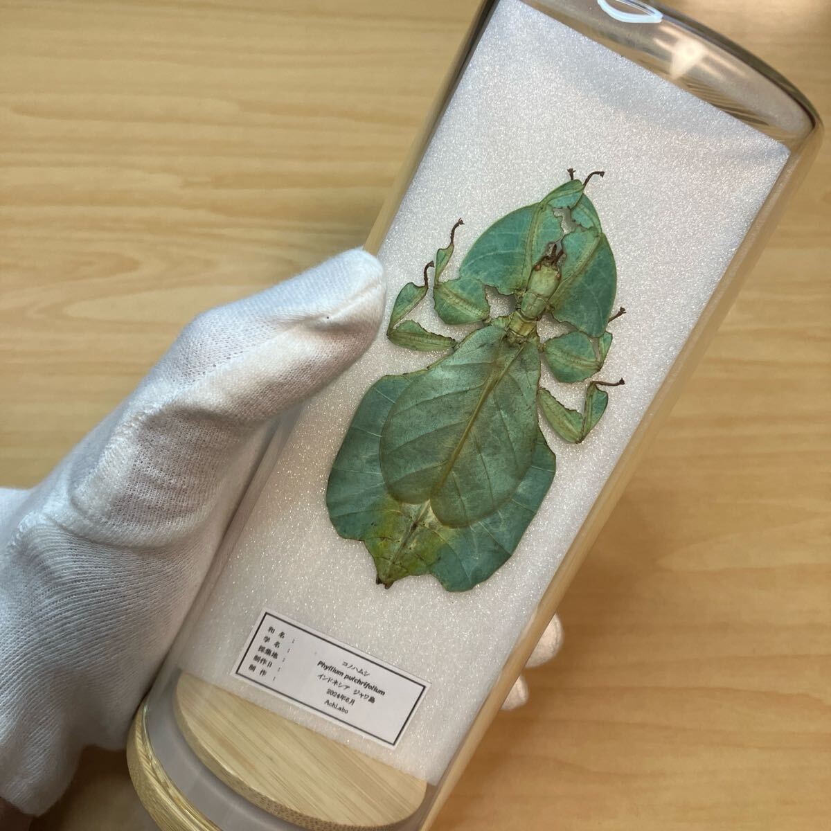 【昆虫標本】コノハムシ ガラスケース入り拍卖