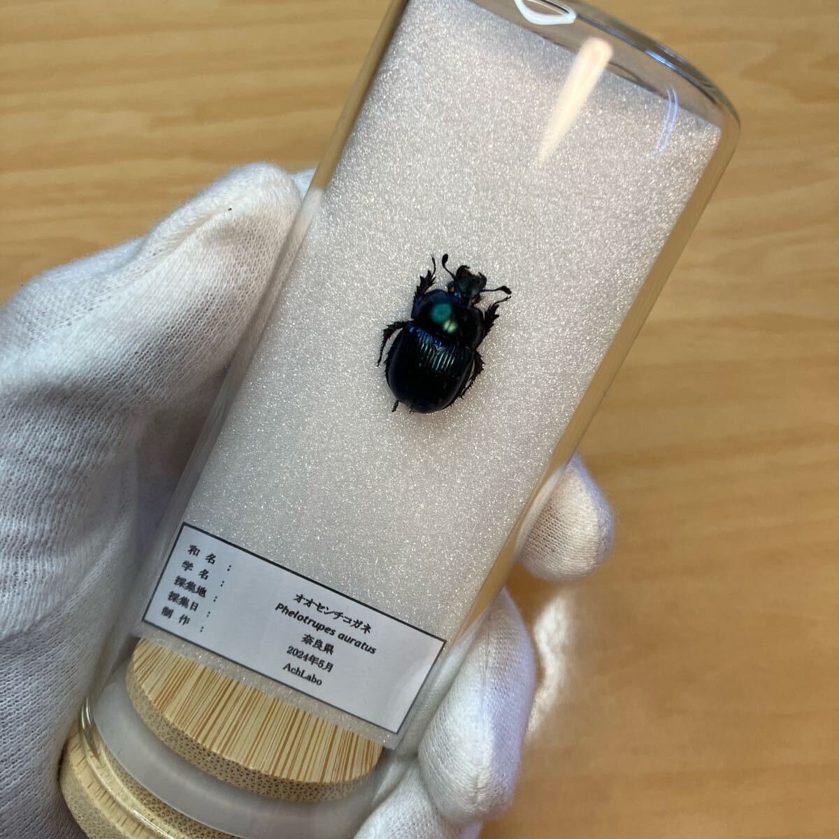 【昆虫標本】オオセンチコガネ(ルリセンチコガネ)ガラスケース入り拍卖