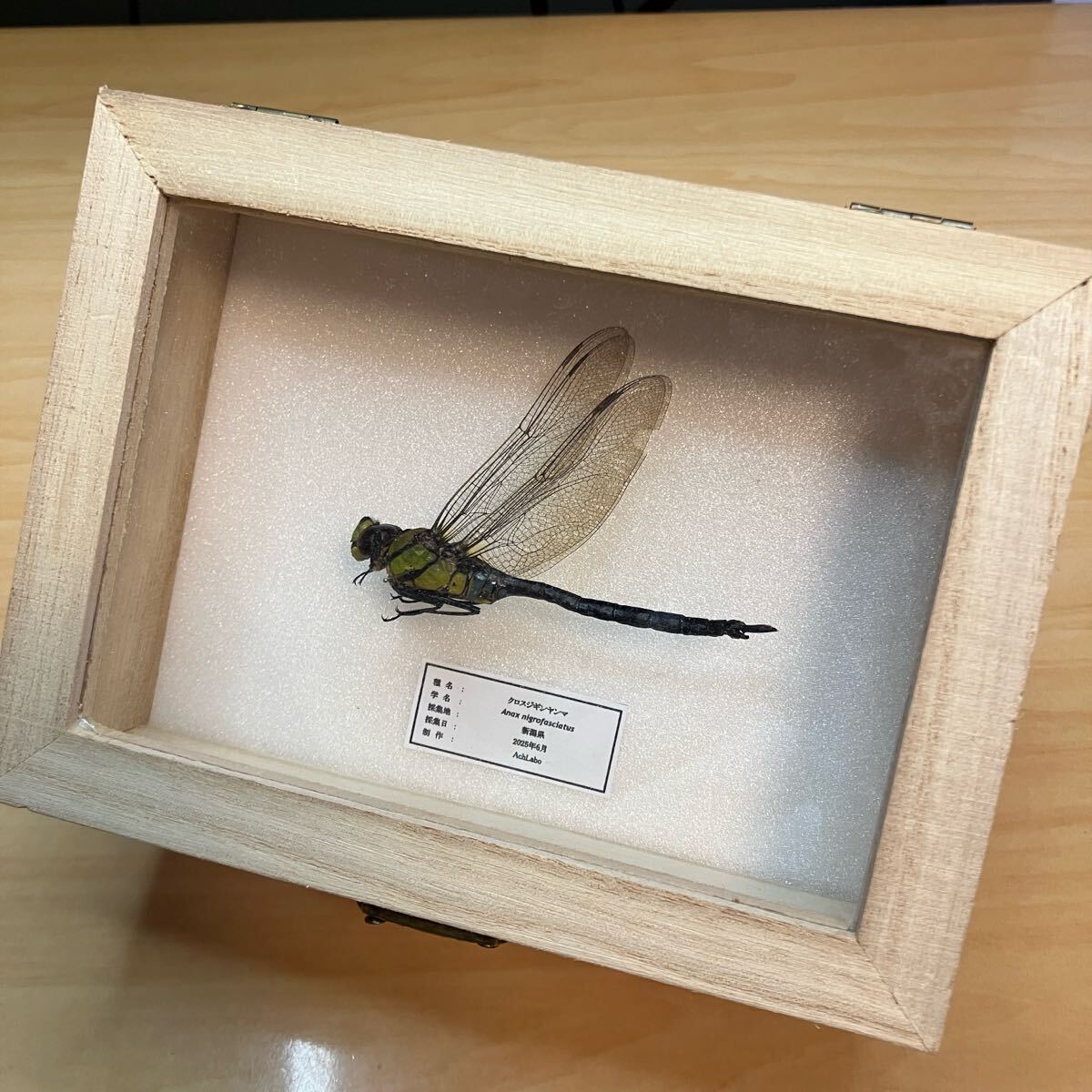 【昆虫標本】クロスジギンヤンマ ウッドケース入り拍卖