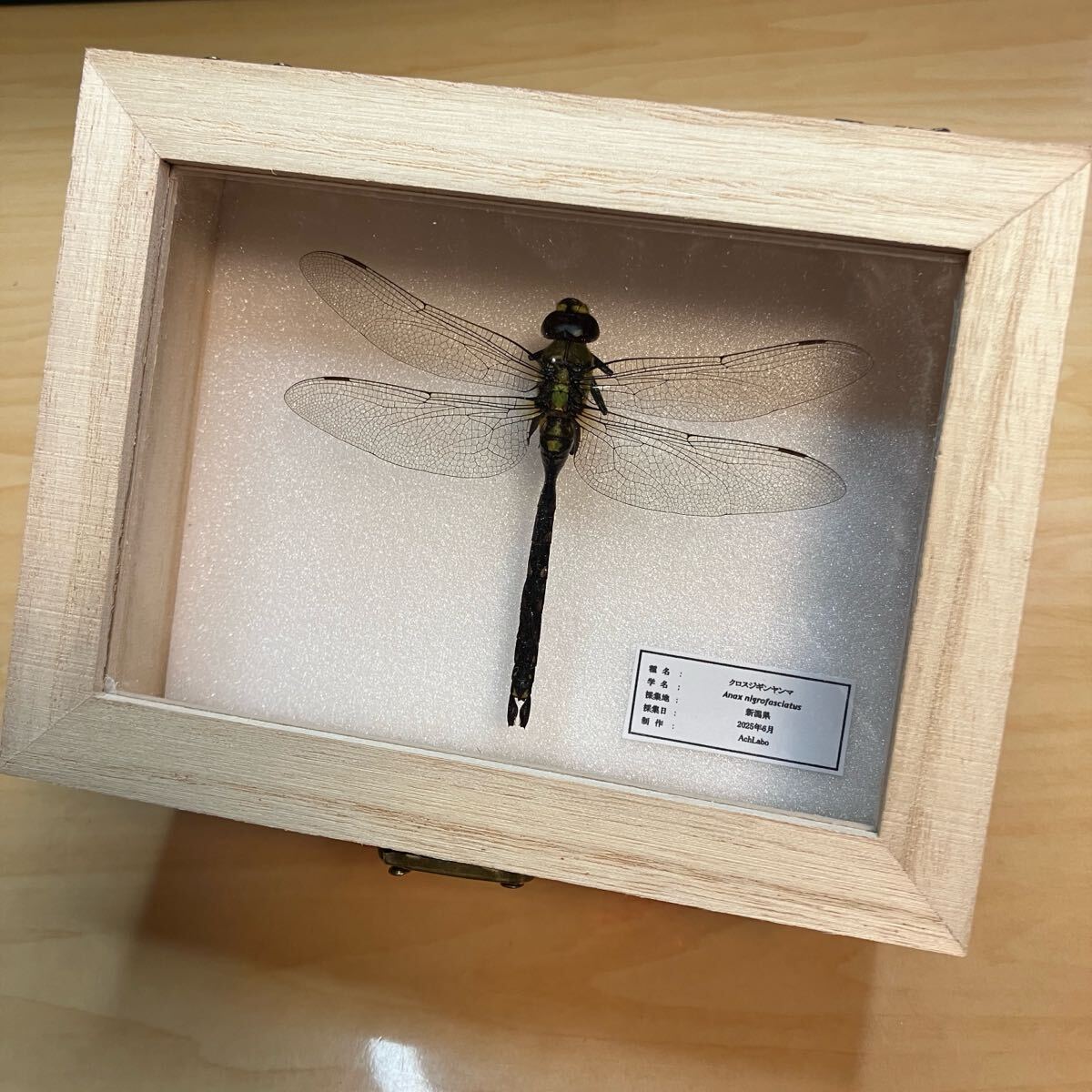 【昆虫標本】クロスジギンヤンマ ウッドケース入り拍卖