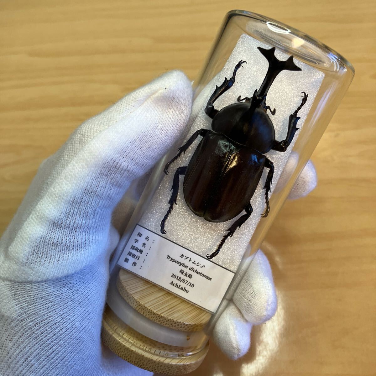 【昆虫標本】カブトムシ ガラスケース入り拍卖