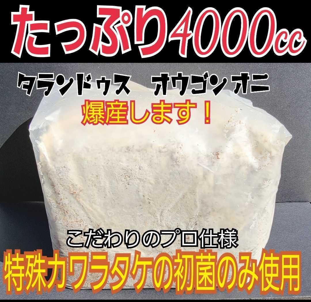 極上☆カワラタケ菌糸ブロック 4000cc クヌギ100%原料・1番菌のみ使用 タランドゥスやオウゴンオニクワガタ・レギウスの大型化に抜群拍卖