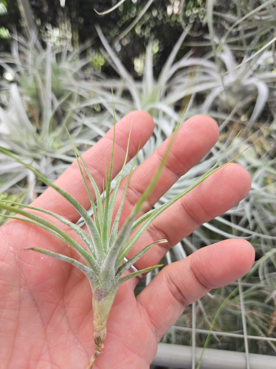 【エアープランツ】チランジア・レクティフォリアの苗拍卖