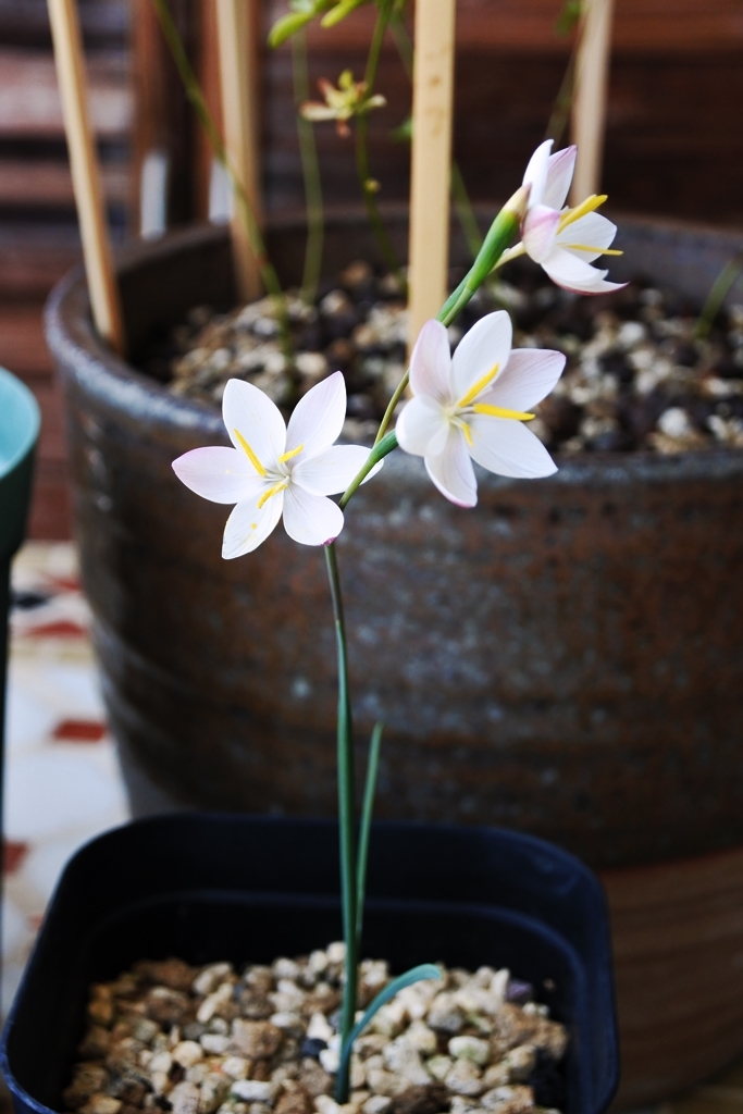 種子20粒以上 ヘスペランサ アクタ Hesperantha acuta拍卖