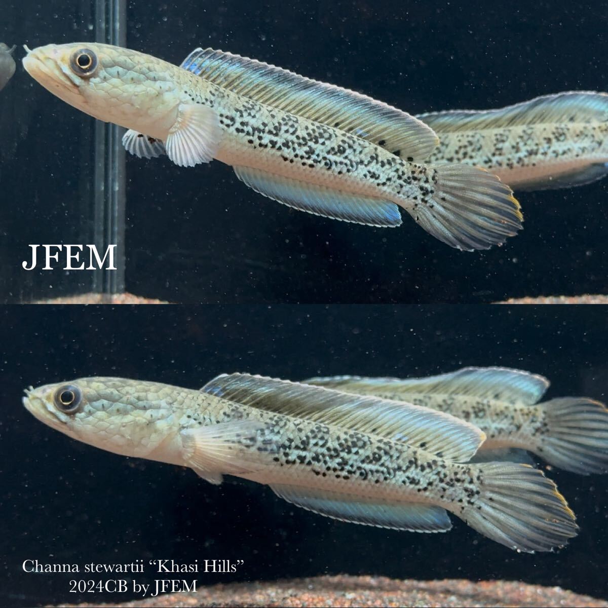 スチュワートスネークヘッド “カーシヒルズ” Channa stewartii “Khasi Hills” / ジェフェム JFEM 2024CB ペア no.10拍卖