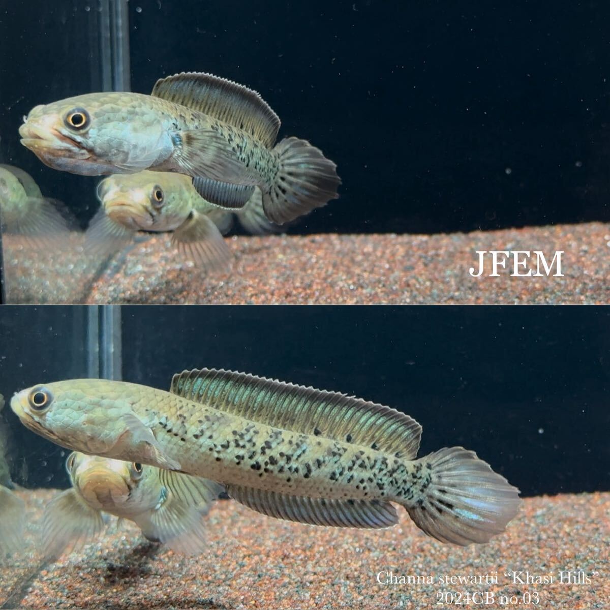 スチュワートスネークヘッド “カーシヒルズ” Channa stewartii “Khasi Hills” / ジェフェム JFEM 2024CB ペア no.03拍卖