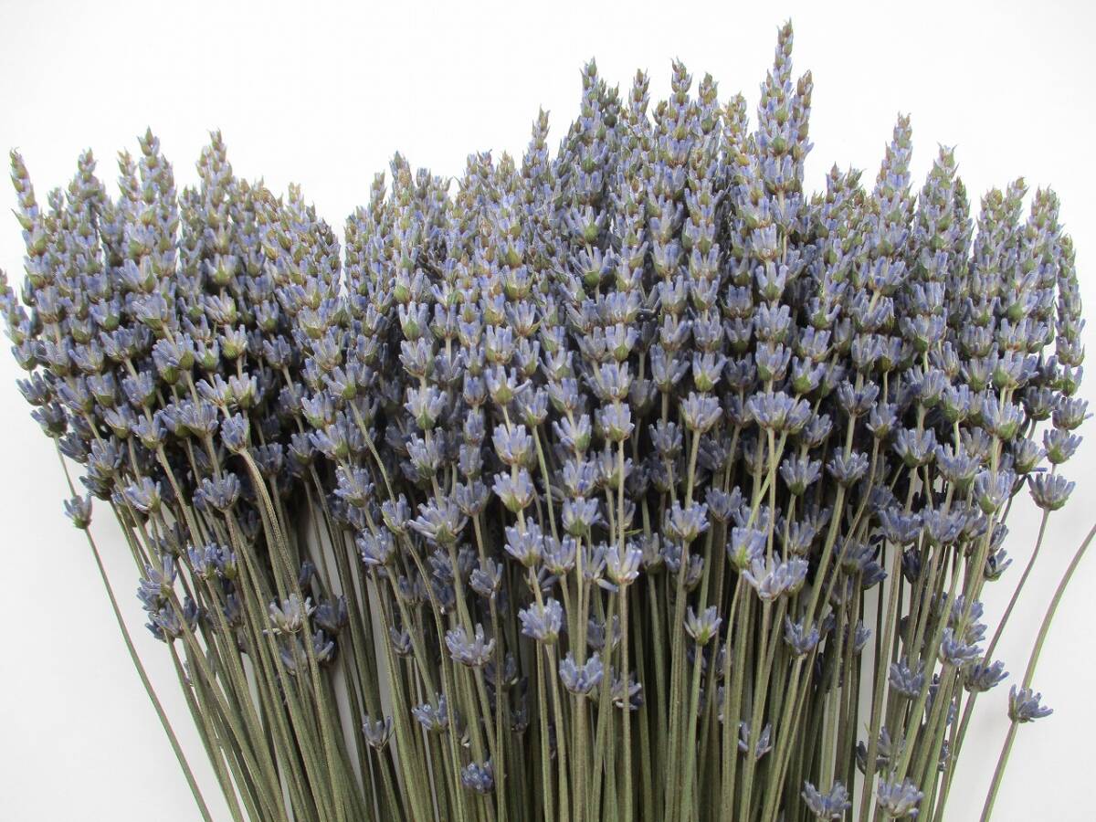 ドライフラワー ★ラベンダー グロッソ★ 50本×4束 合計200本 84拍卖