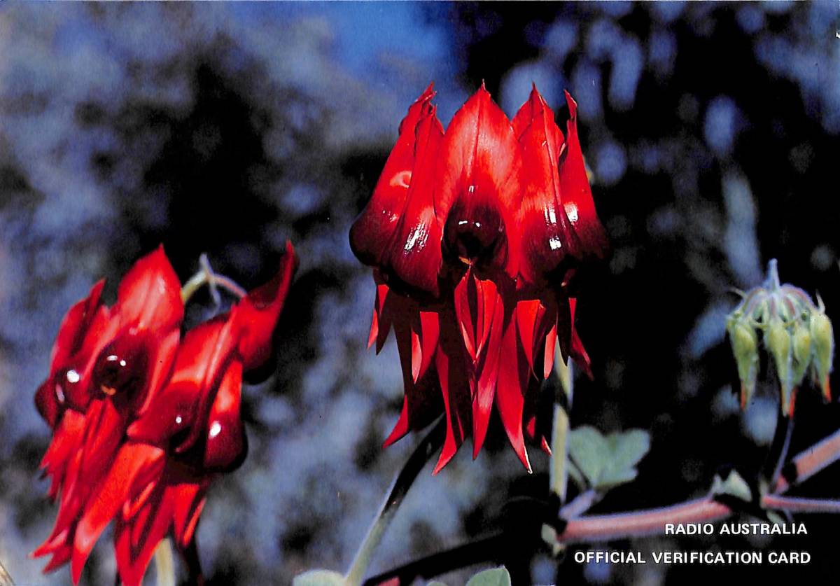 BCL★希少ベリカード★ラジオ・オーストラリア+おまけ★TRIO★トリオ受信機★R-300サービスマニュアル付 拍卖