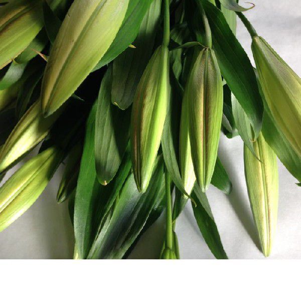 百合オリエンタル系切花(20輪)1束:花色は、ピンク系、白系、イエロー系(要望欄に指定下さい)拍卖