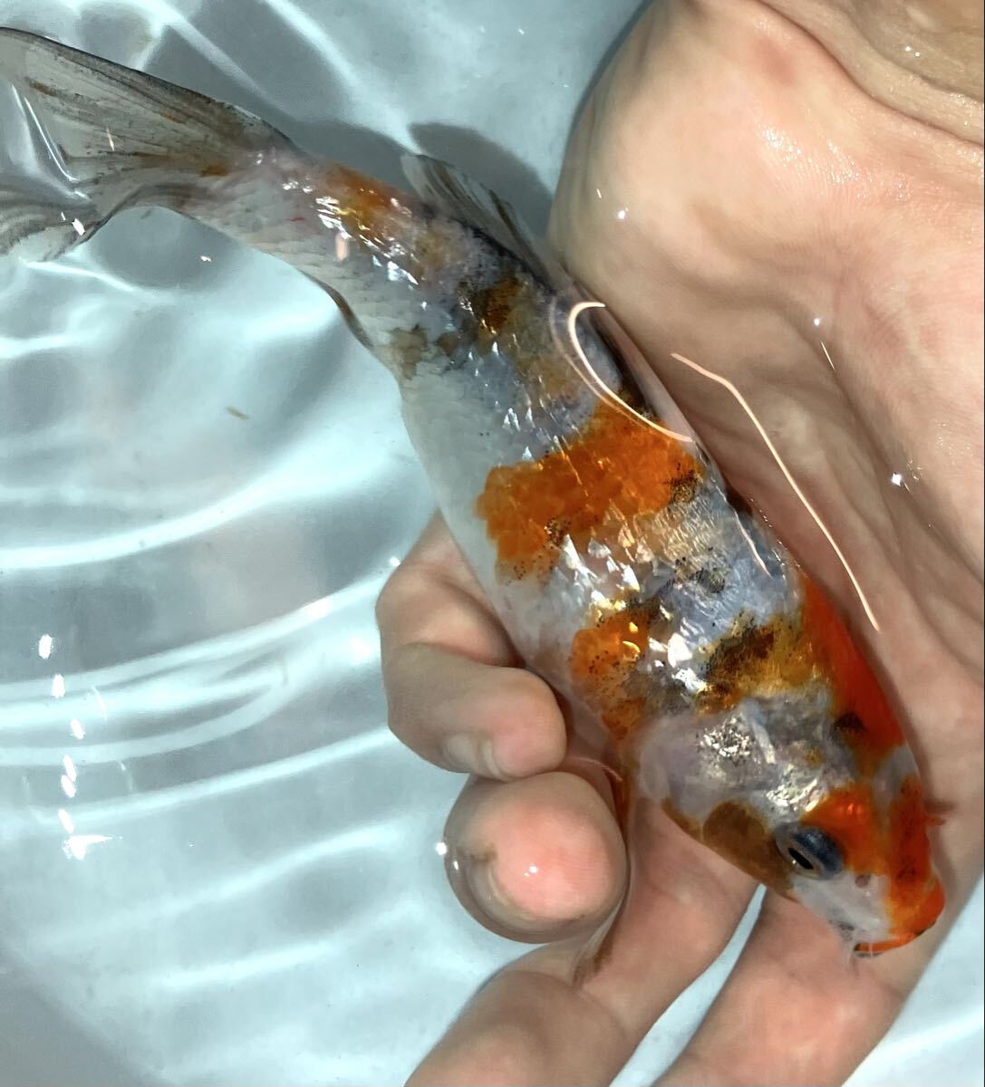 ☆ 錦鯉 一品物 ☆ 銀鱗昭和 1匹 約11~15cm とても良い個体です ・・・・・・・・・・アクアリウム 銀鱗 昭和三色 昭和 銀鱗昭和三色拍卖