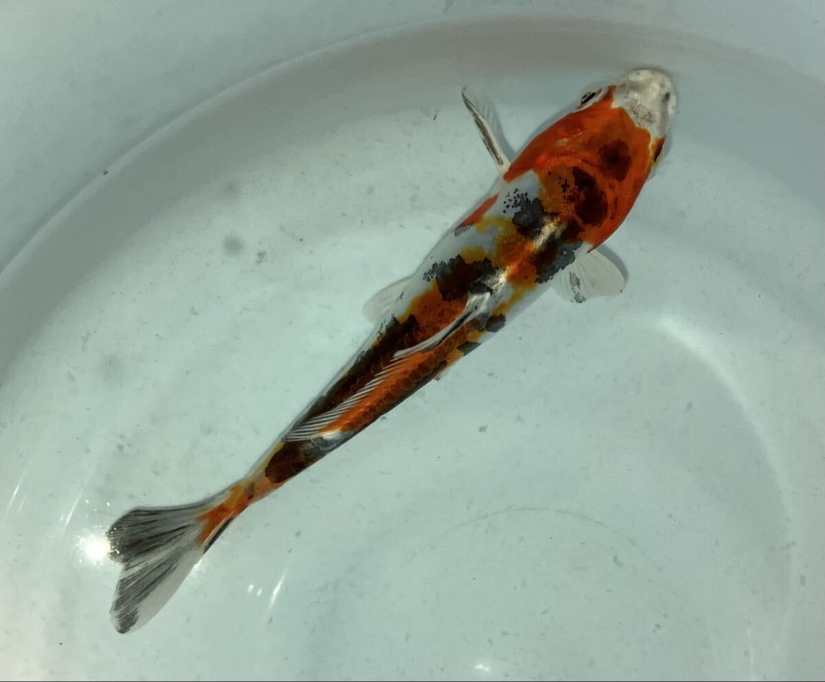 ☆ 錦鯉 一品物 ☆ 昭和ドイツ鯉 1匹 約11~15cm とても良い個体です ・・・・・アクアリウム ドイツ鯉 変わりドイツ鯉 昭和三色 大正三色 拍卖