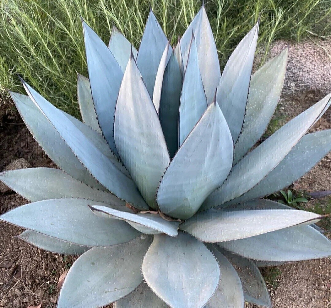 美ジェレミー作出ブルーダガー 検(agave チタノタ チタノータ アガベ 白鯨 吉祥天 パリー パープソラム 氷山 ピンキー 好きにも拍卖