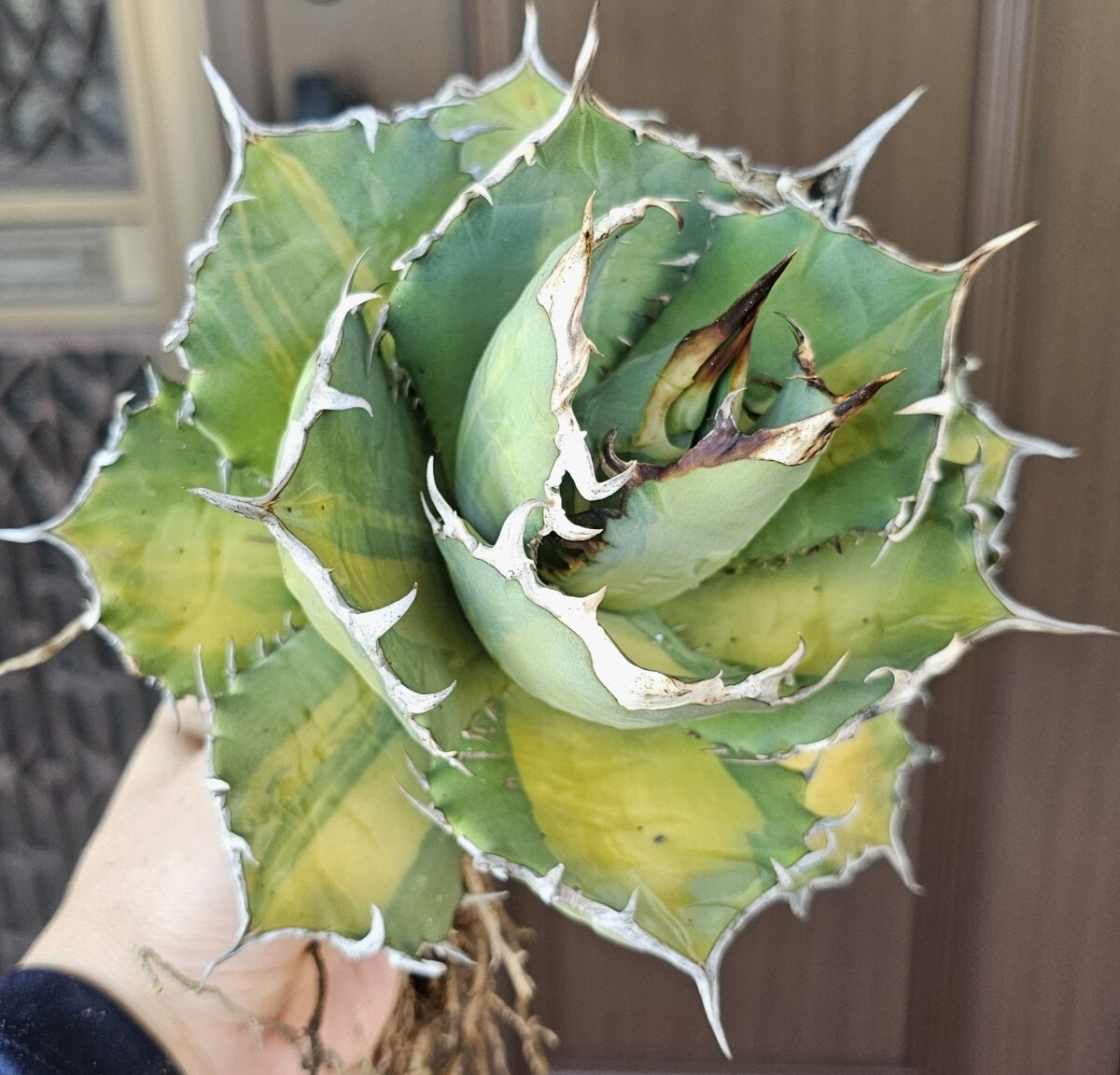 FO 鮮明斑斑斑 無遮光 検(agave FO 076 チタノータ アガベ 白鯨 吉祥天 パリー パープソラム 氷山 ピンキー 好きにも拍卖