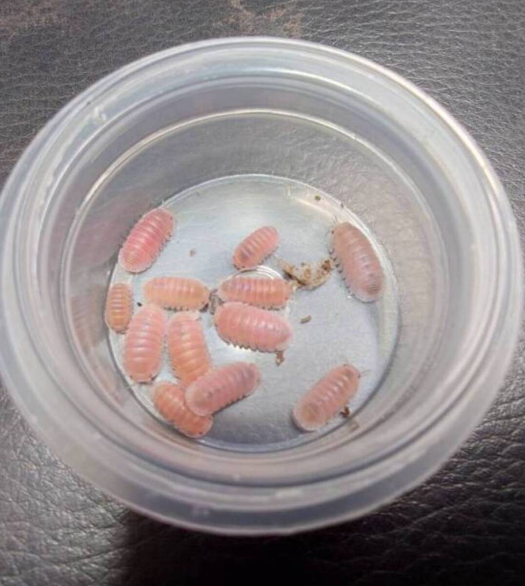 30匹セット Cubaris sp. Pink Laser(b血統)ダンゴムシワラジムシ拍卖