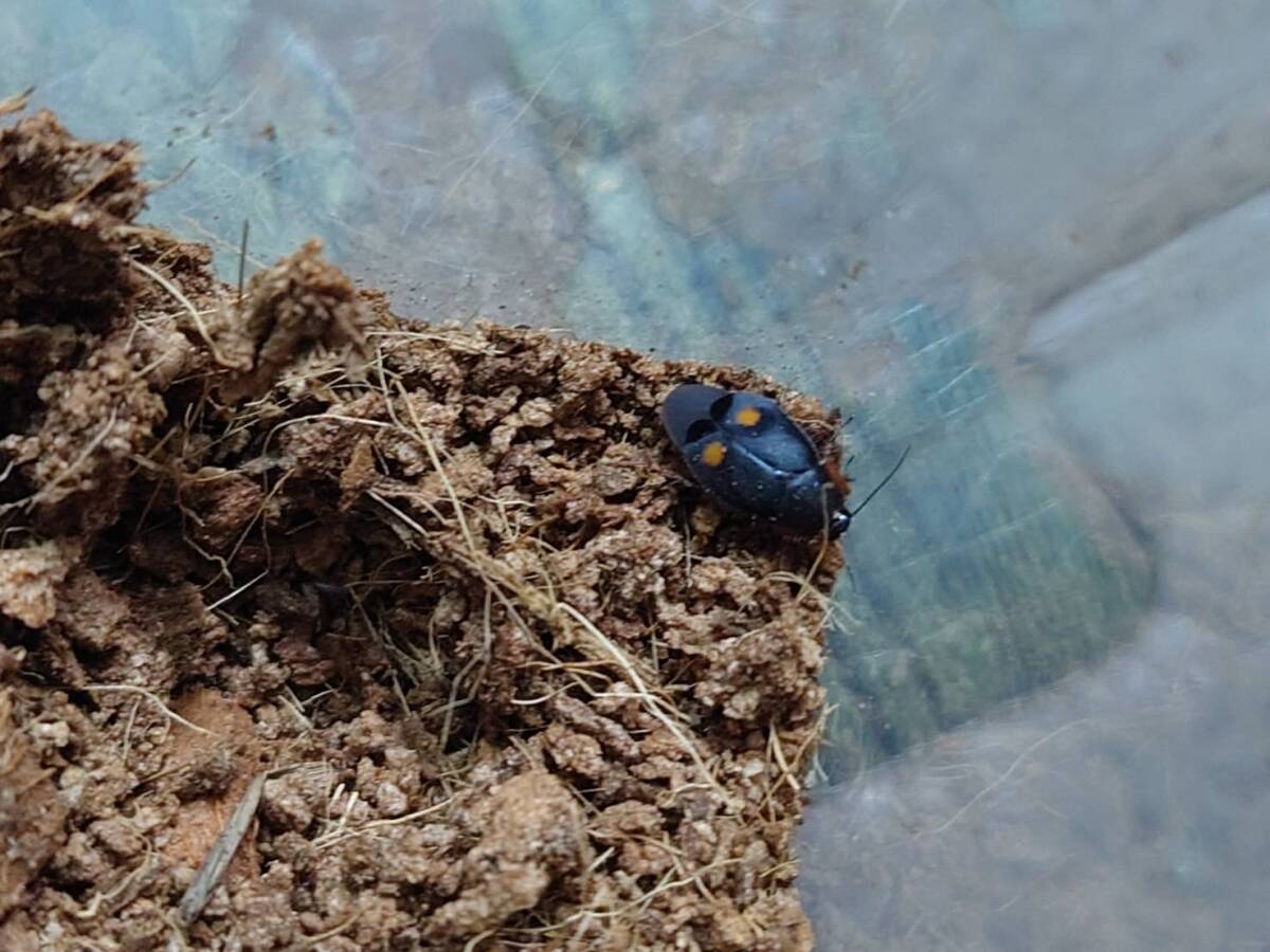 5匹+1匹フタホシムカシゴキブリ Euthyrrhapha pacifica "Oahu, Hawaii" ローチ拍卖