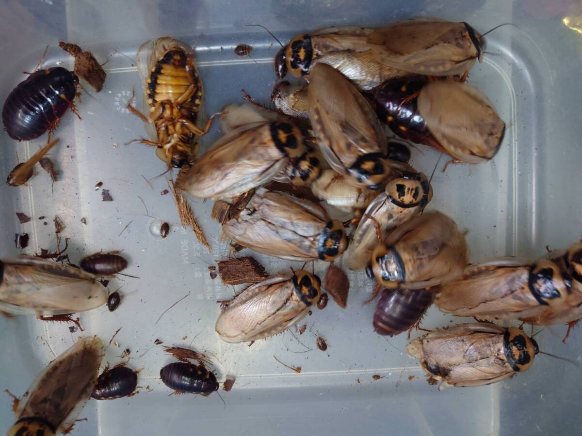 30匹エウブラベルス sp. アイボリー ゴキブリ ローチ拍卖