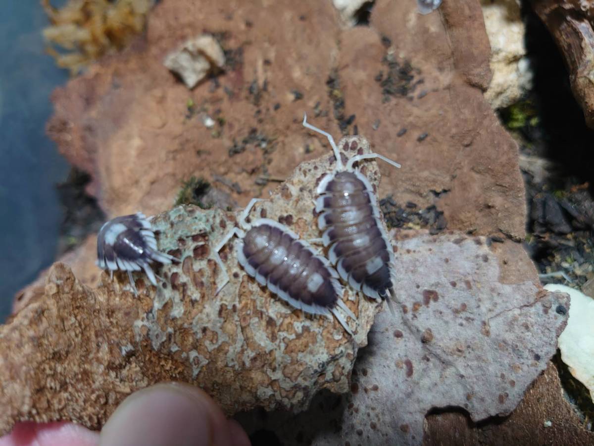 巨大種!5匹セット ギュスターブオオワラジムシ ワラジムシ ダンゴムシⅠ-⑥拍卖