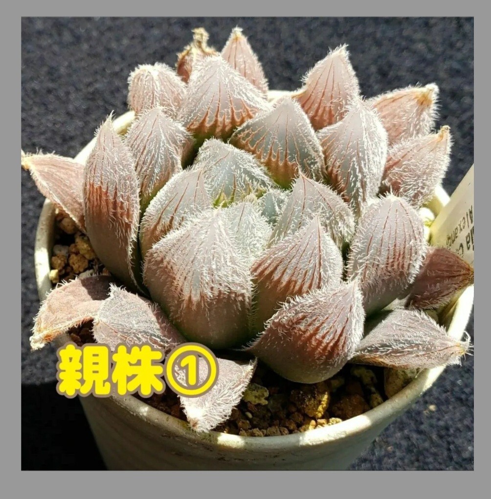 採れたて種子20粒 ハオルチア ベヌスタ Haworthia venusta拍卖