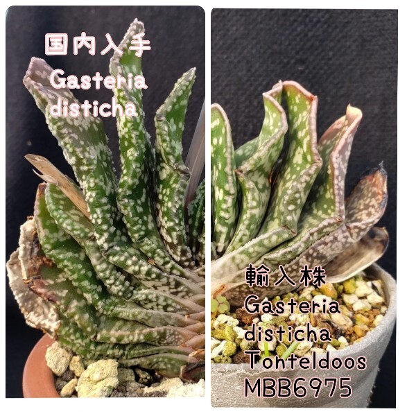 採れたて種子10粒 ガステリア ディスチカ Gasteria disticha(国内入手)× 輸入株 G.disticha Tonteldoos MBB6975 多肉植物拍卖