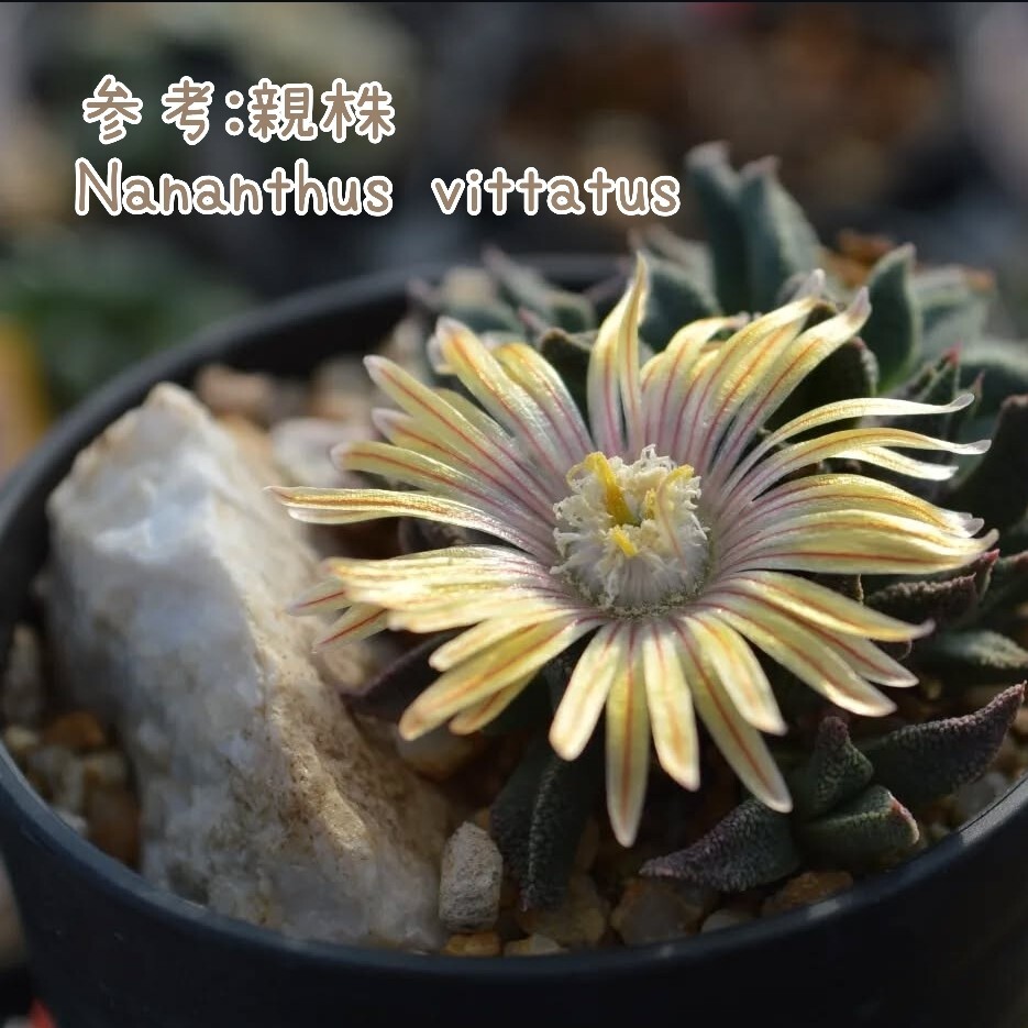 種子20粒 ナナンサス ビッタータス Nananthus vittatus 多肉植物 塊根 Caudex拍卖