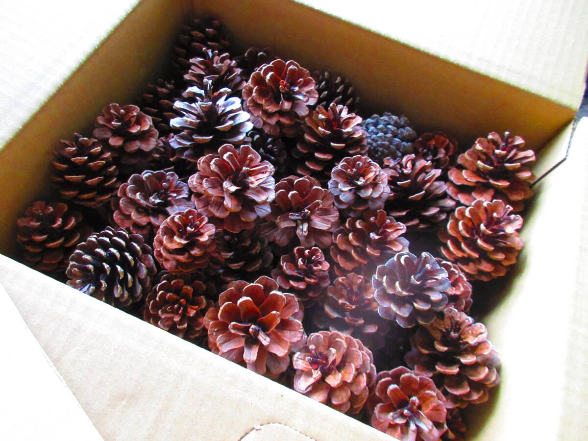 北海道の松ぼっくり 約4cm~約5cm 65個+α拍卖