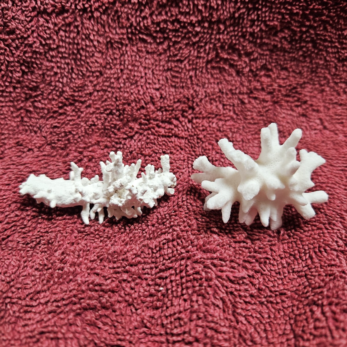 珊瑚 さんご★サンゴ★アクアリウム 2個拍卖