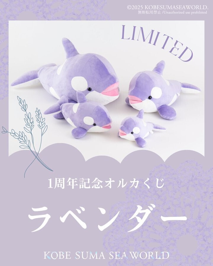 須磨シーワールド オルカくじ ぬいぐるみ 2等 3等 セット シャチ 1周年記念 限定カラー ラベンダー ★新品・未使用★拍卖