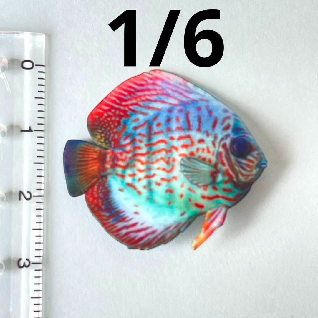 1/6 熱帯魚 ディスカス ミニチュア フィギュア 完成品 1/64より大 ミニチュアイメージ 3Dフィギュア 魚 ドールハウスに 3D拍卖