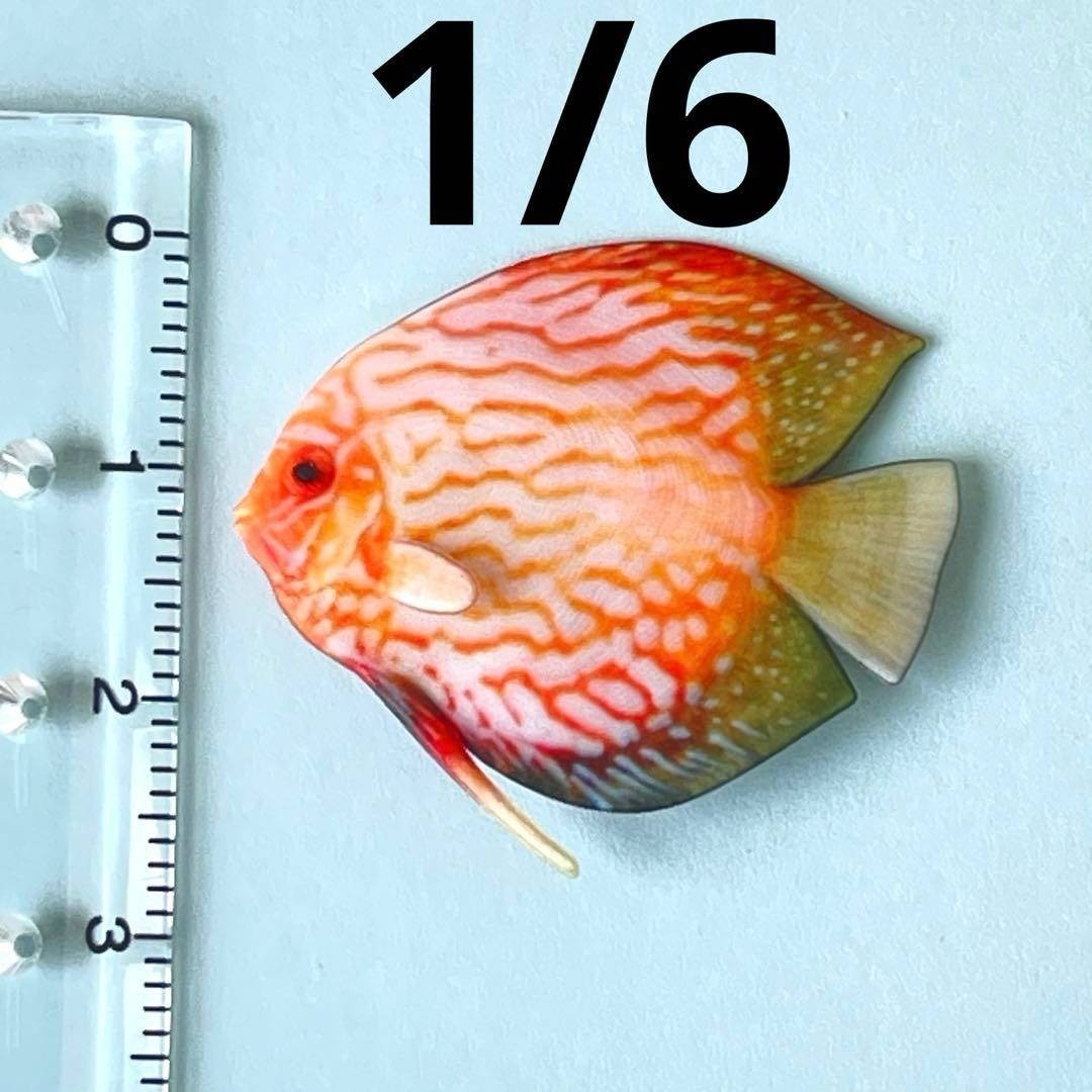1/6 ミニチュア 熱帯魚 ディスカス② フィギュア 完成品 1/64より大 ミニチュアイメージ ドールハウスに 魚 3D ジオラマ拍卖