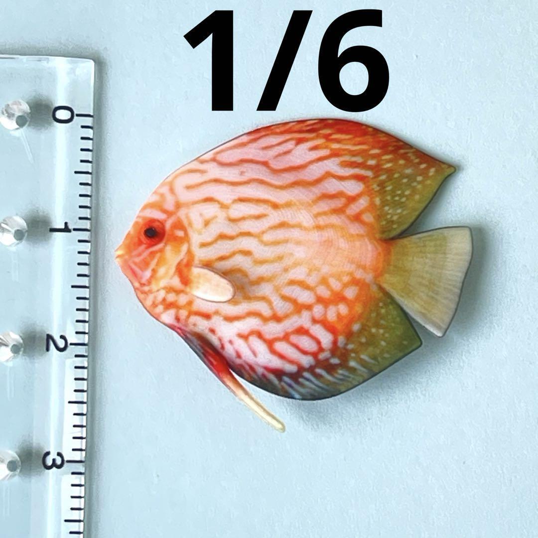 1/6 ミニチュア 熱帯魚 ディスカス② フィギュア 完成品 1/64より大 ミニチュアイメージ リアルフィギュア 魚 ドールハウスに拍卖