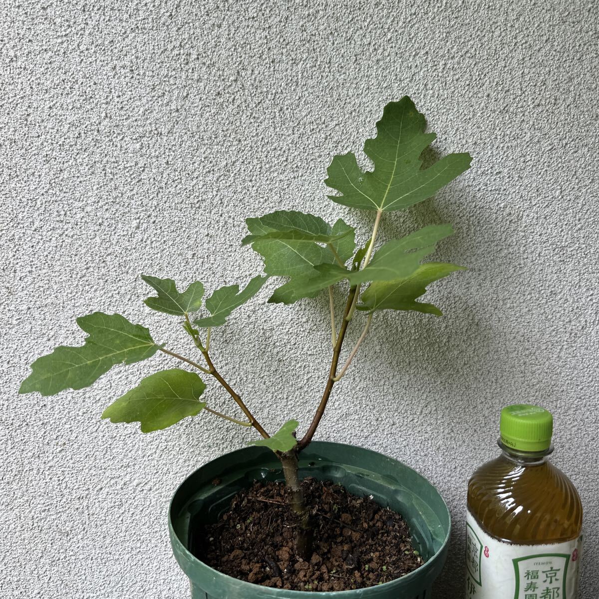 イチジク【カリフォルニア・ブラック】6号 果樹苗拍卖