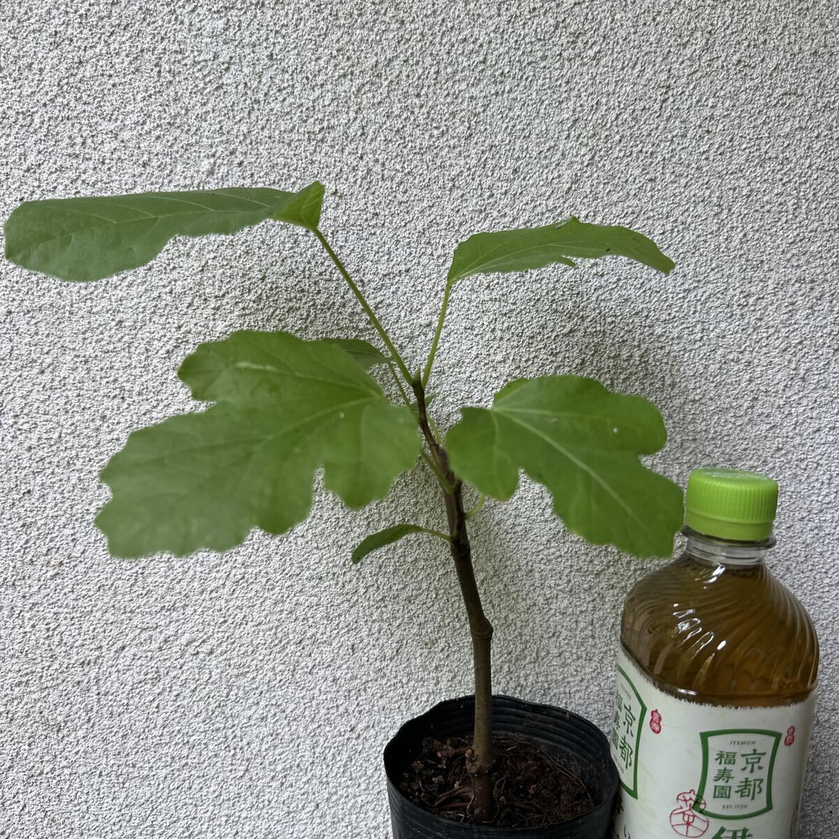 イチジク【ディグレド】3号pot 果樹苗拍卖