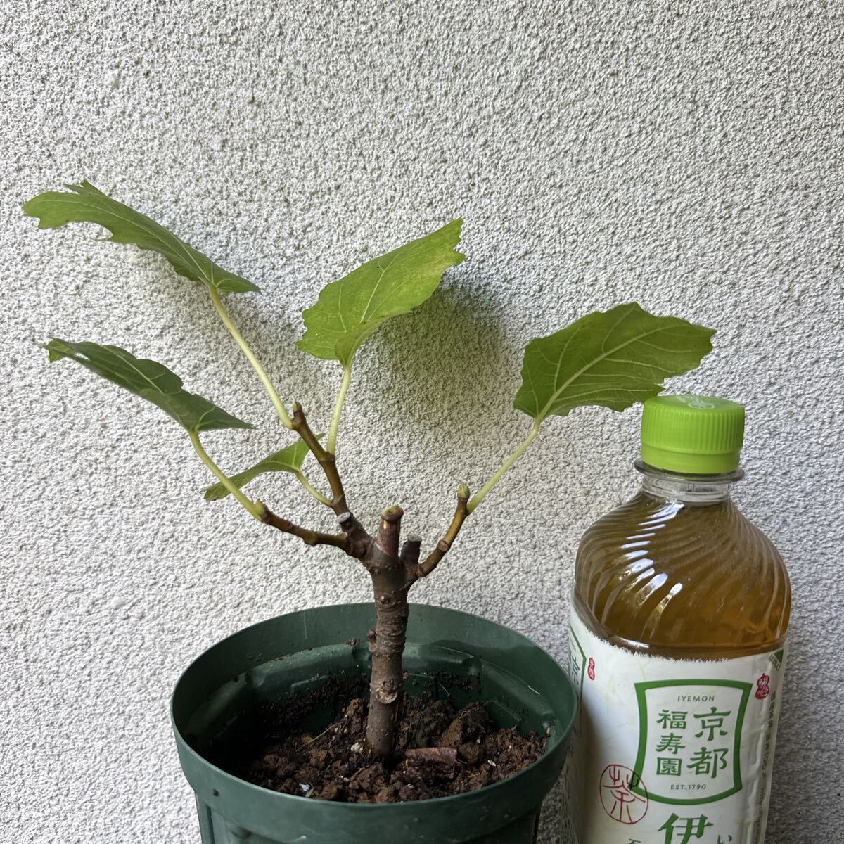 イチジク【ゼブラ・スイート】4号 果樹苗拍卖