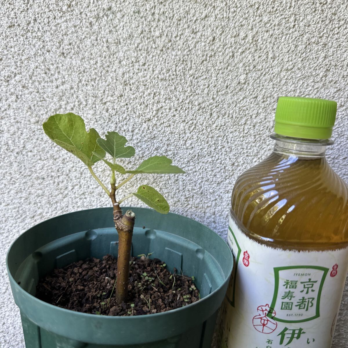 イチジク【ブラウン・ターキー】4号 果樹苗拍卖