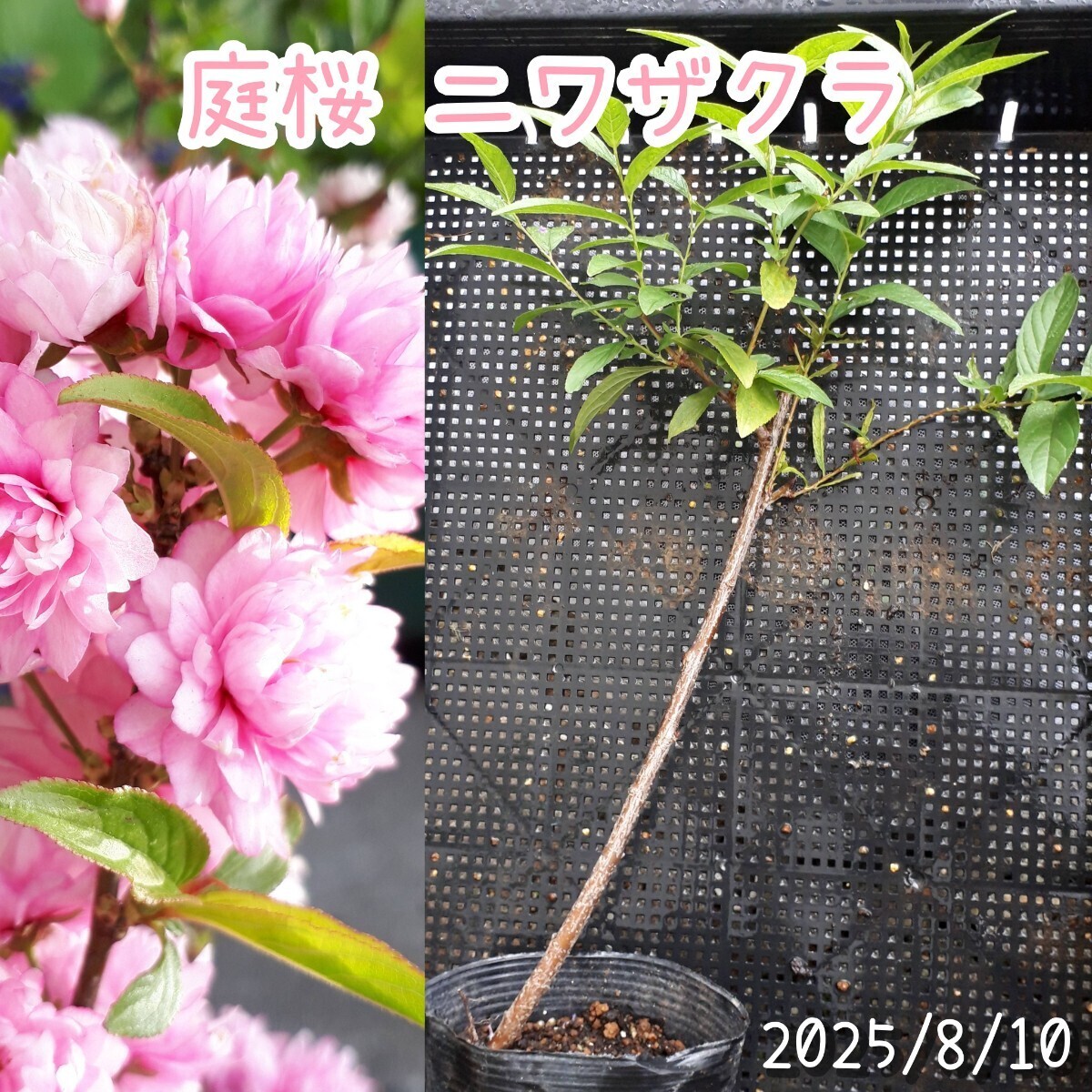庭桜 ニワザクラ 株分け苗*庭木 宿根草 花 桜拍卖