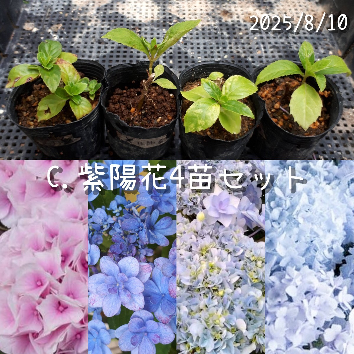 C.紫陽花4苗セット*花の苗 宿根草*あじさい アジサイ拍卖