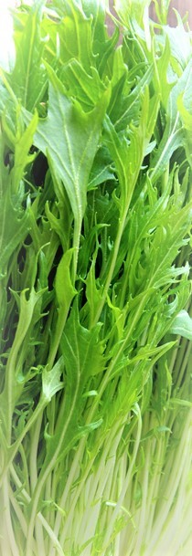 ★水菜 種子200粒★同梱可拍卖