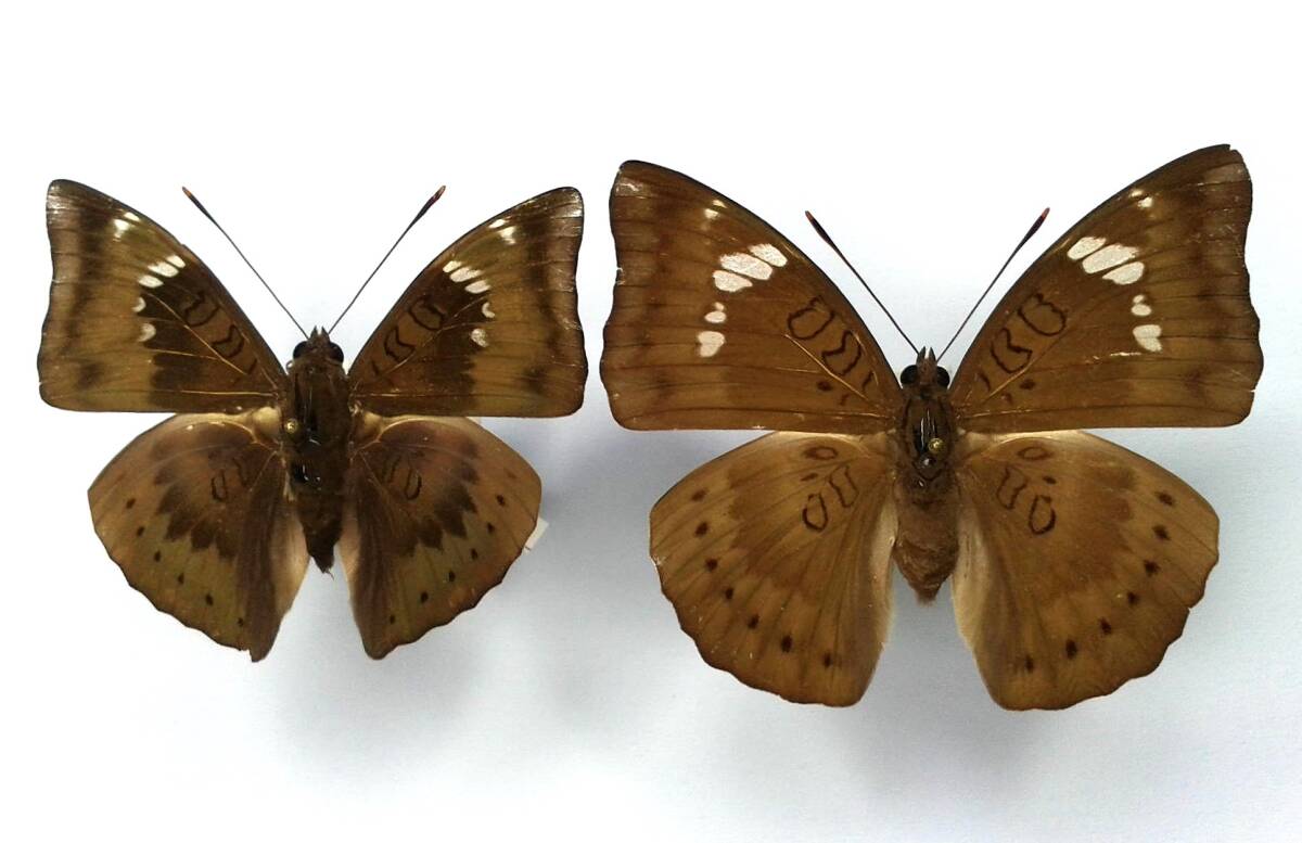 蝶 標本 マンゴーイナズマ aconthea garuda ♂♀ Vietnam拍卖