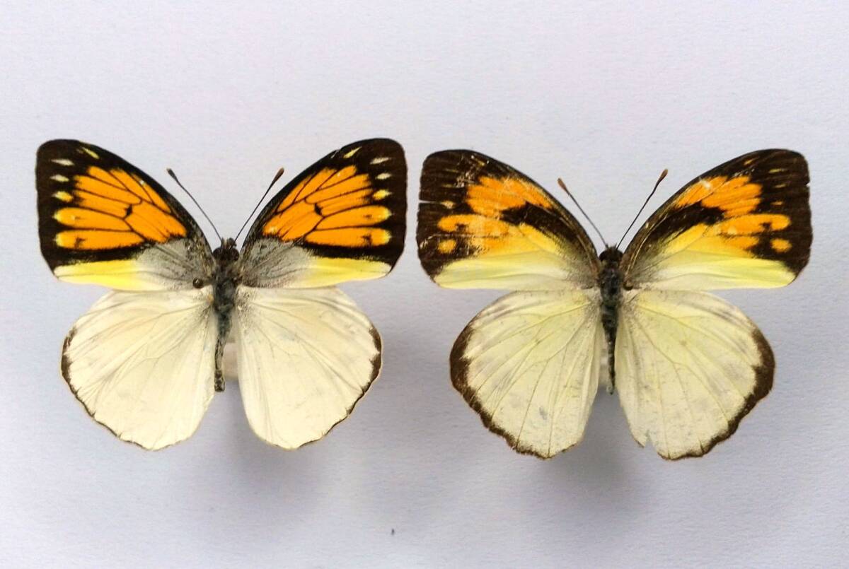 蝶 標本 ベニメスシロキチョウ kuehni ♂♀ Wetar Is.拍卖