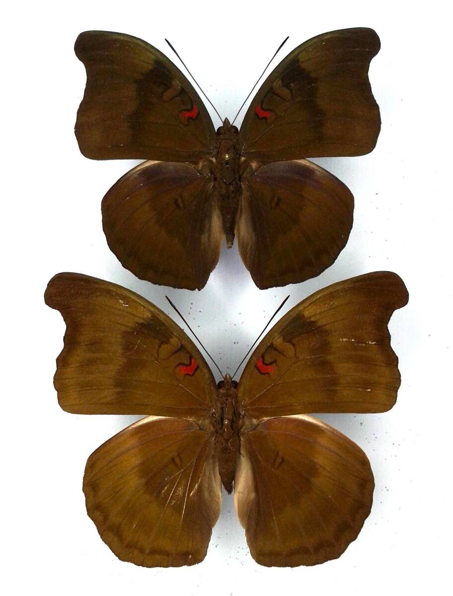 蝶 標本 エベリナイナズマ eva ♂♀ Mindoro Is.拍卖