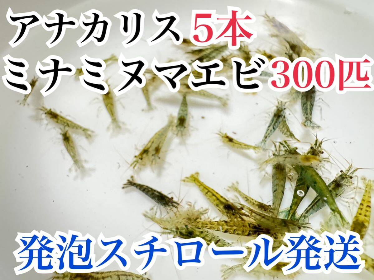 ○発泡スチロール発送 アナカリス5本+ミナミヌマエビ300匹 川エビ 水草 苔取り拍卖