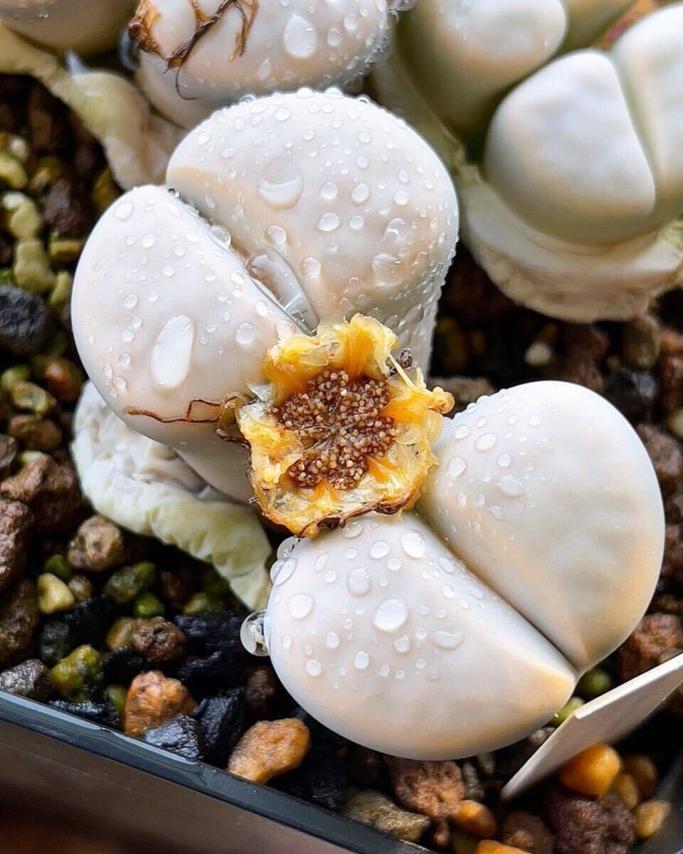 自家採種*リトープス・花紋玉 オパリナ 種子10粒*多肉植物拍卖
