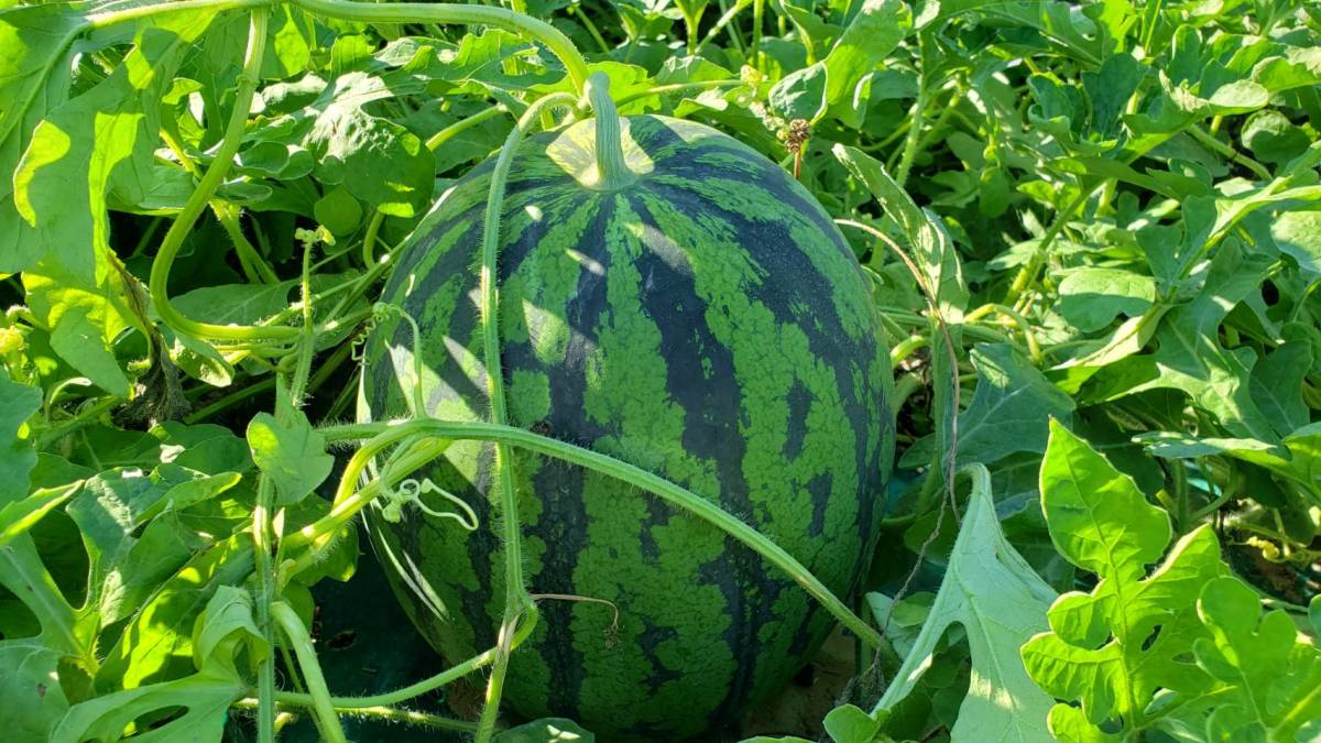 信州産 スイカ 特大金色羅皇 約13、6キロ拍卖