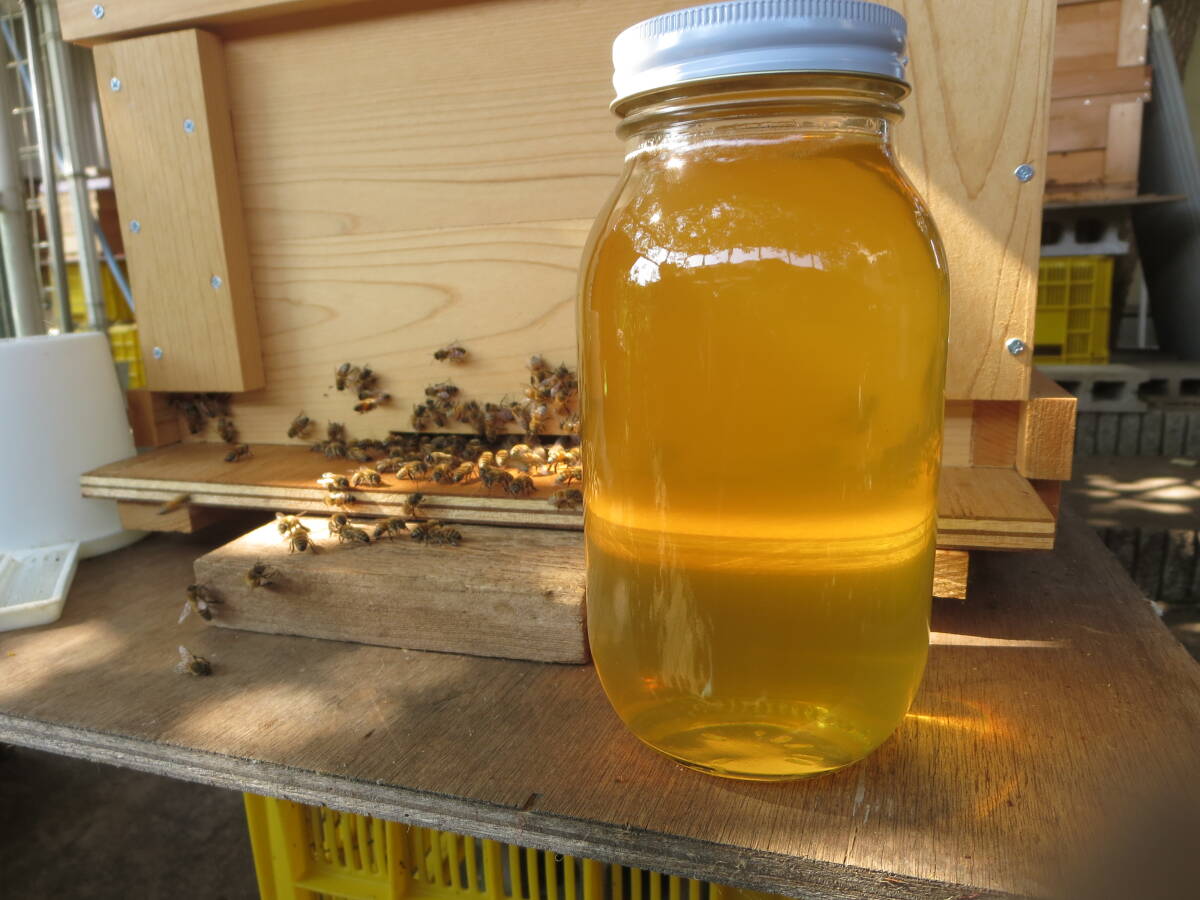 西洋蜜蜂はちみつ【内容量1.2kg】自家養蜂「国産・純粋・百花蜜」令和7年6月採密拍卖