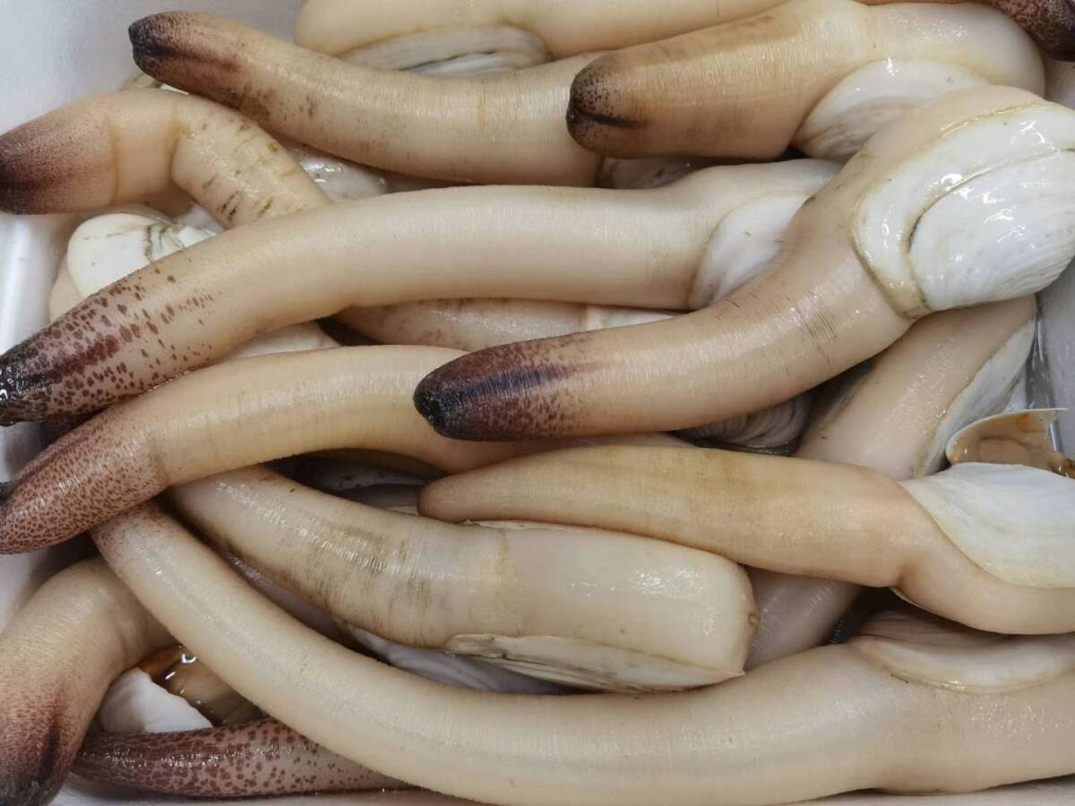 白ミル貝 みる貝 しろ ミル貝 国産 1kg (2~4個) 贈り物 お祝い お刺身 バター焼き 塩焼な拍卖