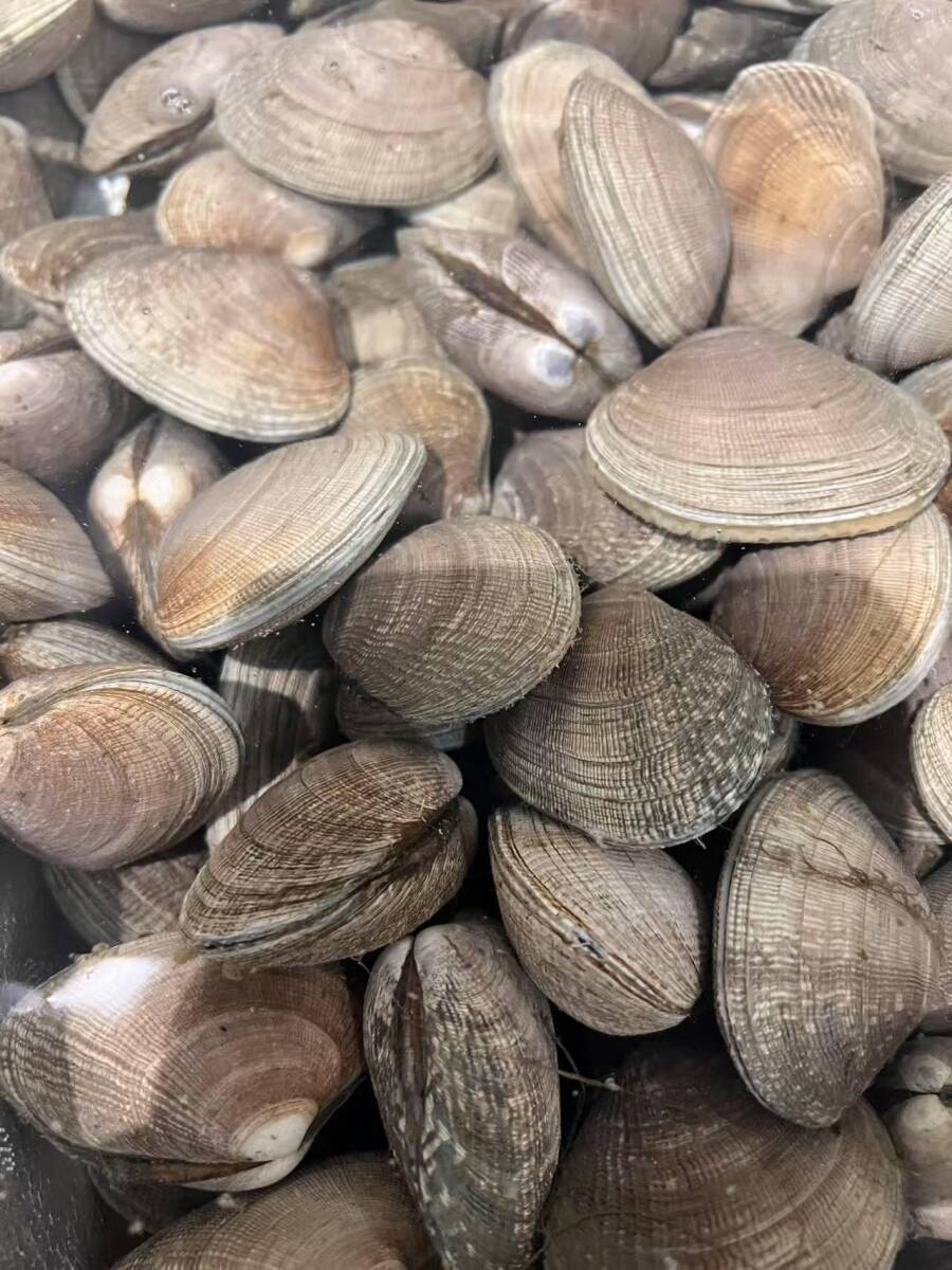 デカアサリ 大きあさり 1kg 殻付き あさり 中国産 貝 煮付け 酒蒸し みそ汁 炒め物 パスタ拍卖